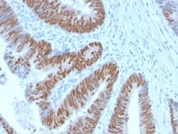 CDX2 Antibody (CDX2/2951R) - Azide and BSA Free, Novus Biologicals 100 &mu;g | Buy Online | Novus Biologicals | Fisher Scientific